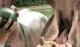 河马视频,探索未知，畅游视觉盛宴